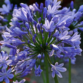 Agapanthus hyacintho 1